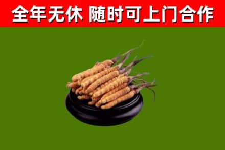 万州回收散虫草